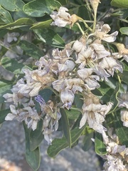 Sophoreae