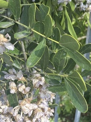 Sophoreae