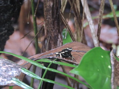 Dendrobates truncatus