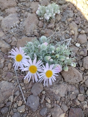 Erigeron poliospermus