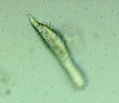 Chaetonotus
