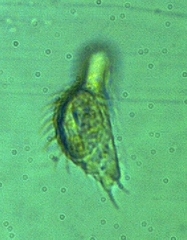 Chaetonotus