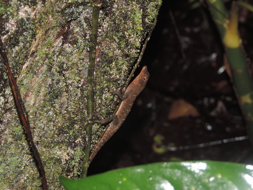 Tropical Anole