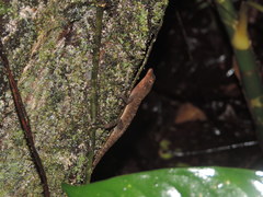 Anolis tropidogaster