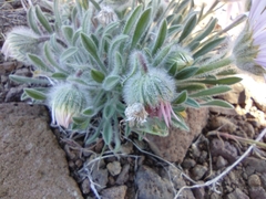 Erigeron poliospermus