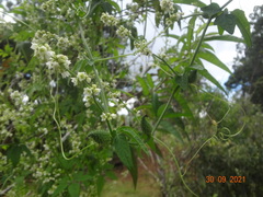 Cyclanthera dissecta