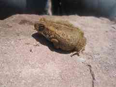 Incilius marmoreus