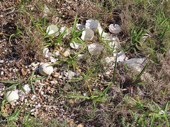 Numida meleagris coronatus