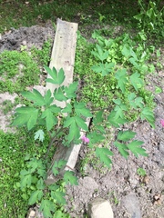 Lamprocapnos spectabilis
