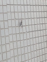 Heteroptera