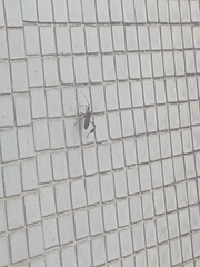 Heteroptera