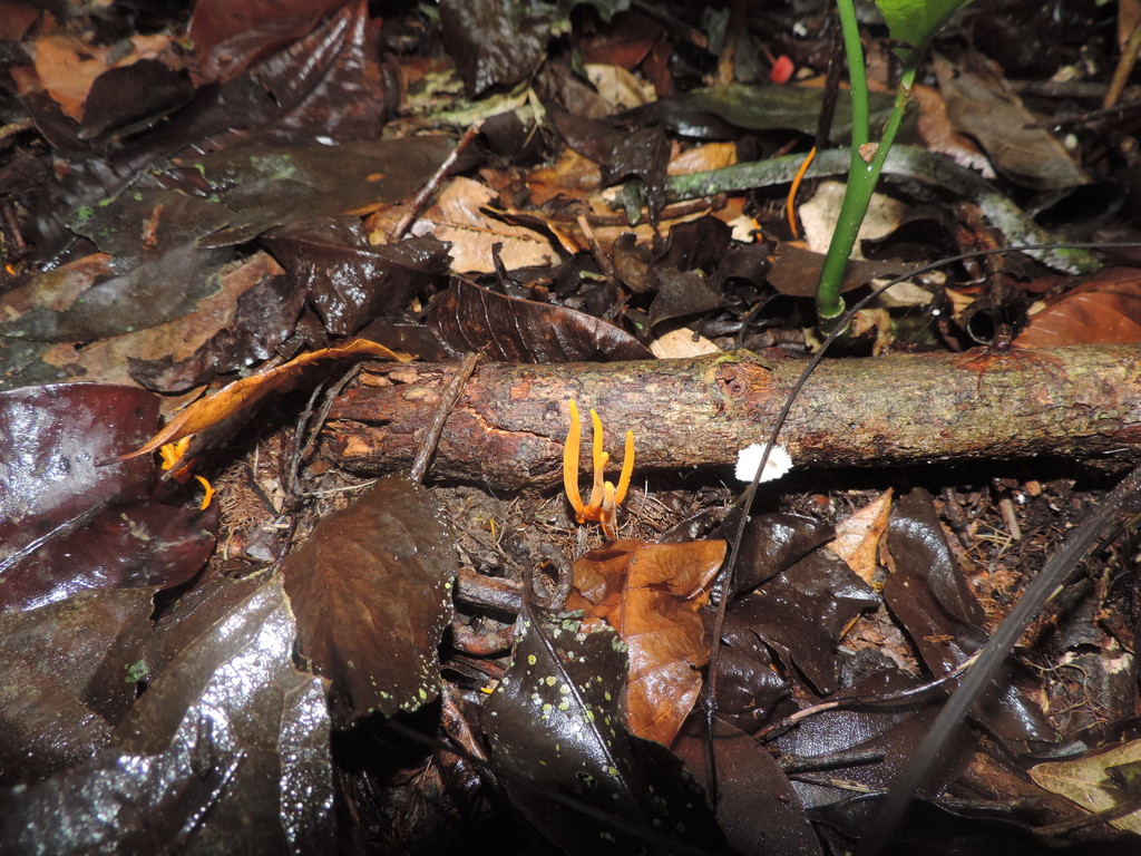 Clavulinopsis laeticolor · April 2022 · photo: © sesernam (iNaturalist, cc-by)
