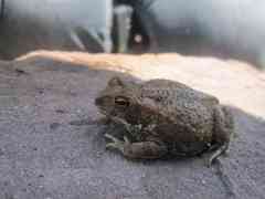 Incilius marmoreus