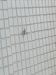 Heteroptera
