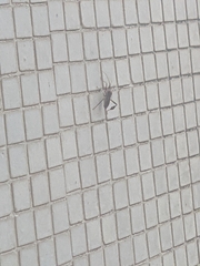 Heteroptera