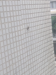 Heteroptera