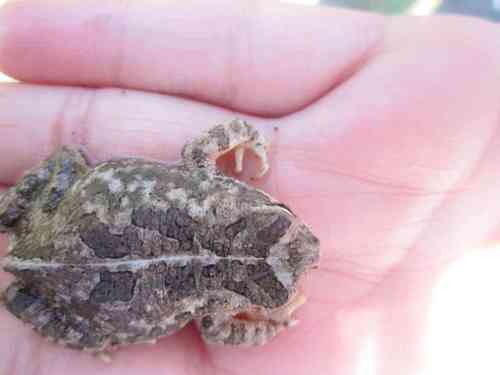 Marbled Toad