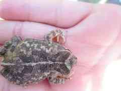Incilius marmoreus