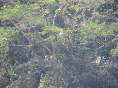 Pseudastur albicollis