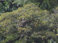 Pseudastur albicollis