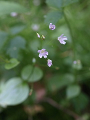 Claytonia sibirica