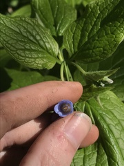 Daniel Kennedy, CC BY, iNaturalist via GBIF Mertensia subcordata, photograph Daniel Kennedy, CC BY, iNaturalist via GBIF