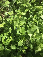 Mertensia subcordata, photograph Daniel Kennedy, CC BY, iNaturalist via GBIF