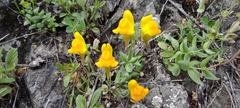 Linaria platycalyx