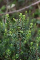 Hypericum empetrifolium