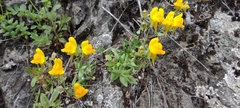 Linaria platycalyx