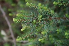 Hypericum empetrifolium