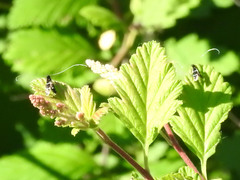 Adela septentrionella