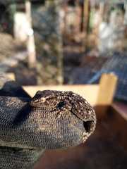 Tarentola mauritanica