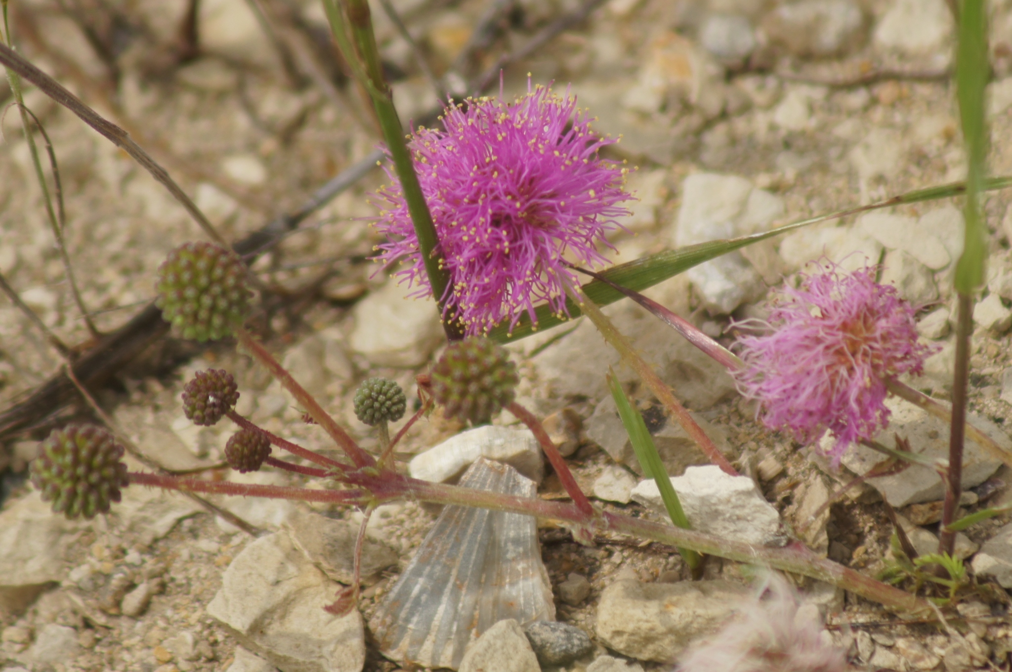 Mimosa roemeriana