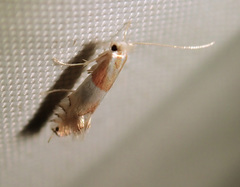 Phyllonorycter roboris