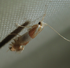 Phyllonorycter roboris