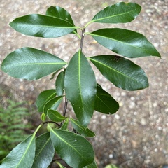 Pittosporum colensoi