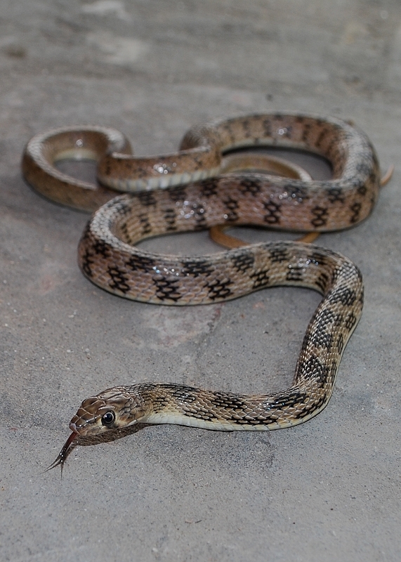 Glossy-Bellied Racer
