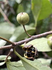 Pittosporum colensoi