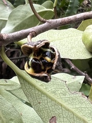 Pittosporum colensoi