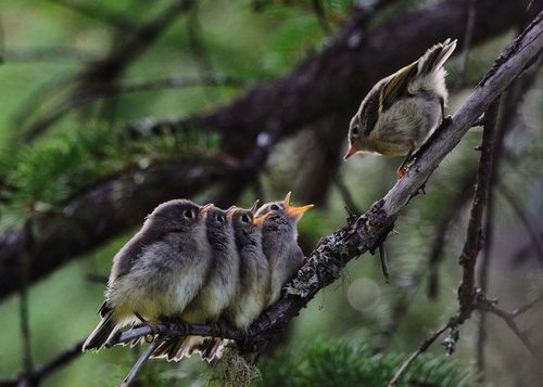 Ruby-crowned Kinglet, photo 7 of 10