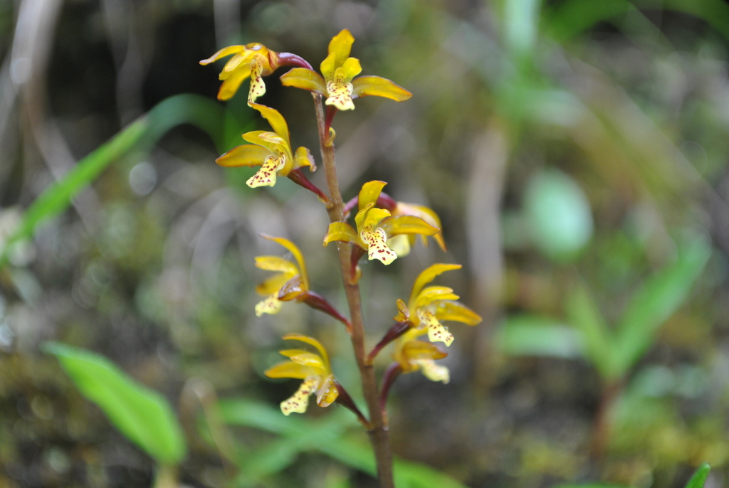 Oreorchis erythrochrysea