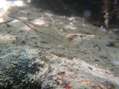Syncaris pacifica