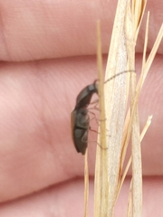 Corymbitodes tarsalis