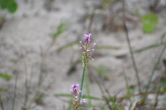 Polygala incarnata