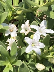 Myoporum parvifolium