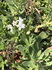 Myoporum parvifolium