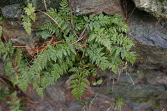 Asplenium billotii