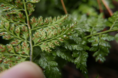 Asplenium billotii