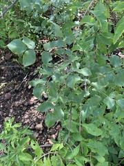 Lannea schweinfurthii